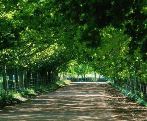 Stellenbosch South Africa reservation