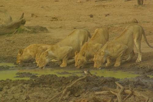 Phalaborwa South Africa reservation